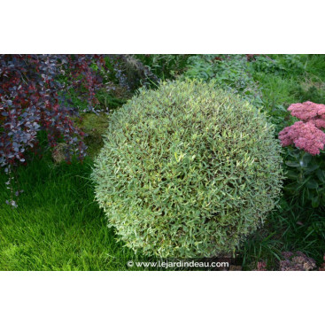 SALIX purpurea \'Gracilis\'