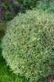 SALIX purpurea 'Gracilis'