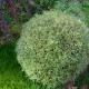 SALIX purpurea 'Gracilis'