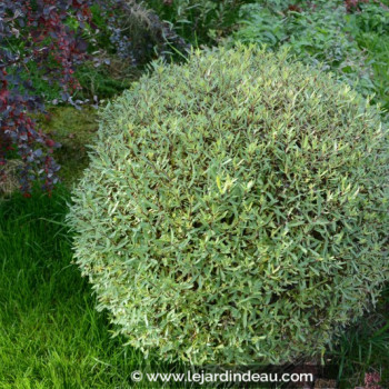 SALIX purpurea &#039;Gracilis&#039;
