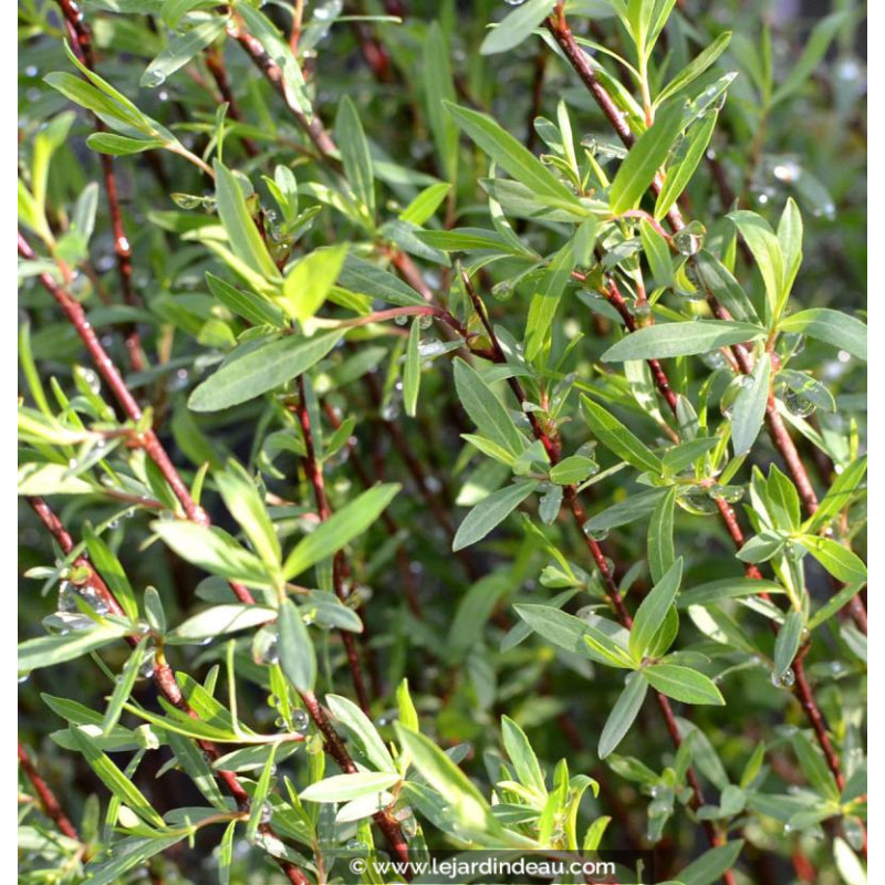 SALIX purpurea 'Gracilis'