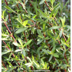 SALIX purpurea 'Gracilis'