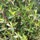 SALIX purpurea 'Gracilis'