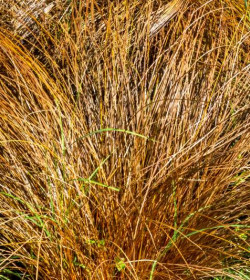 CAREX comans 'Bronze Form'