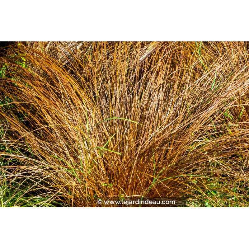 CAREX comans 'Bronze Form'