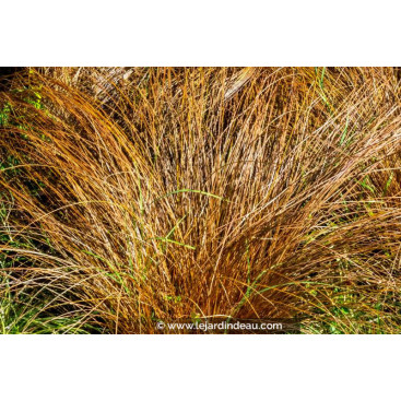 CAREX comans \'Bronze Form\'