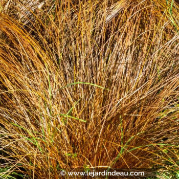 CAREX comans &#039;Bronze Form&#039;