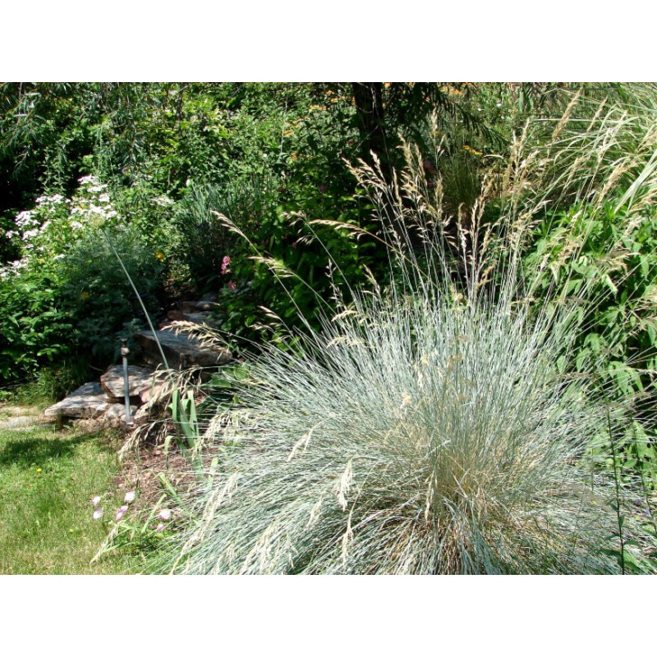 HELICTOTRICHON sempervirens