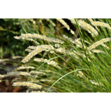 MELICA ciliata