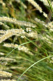 MELICA ciliata