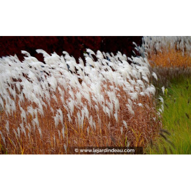 MISCANTHUS sinensis \'Dronning Ingrid\'