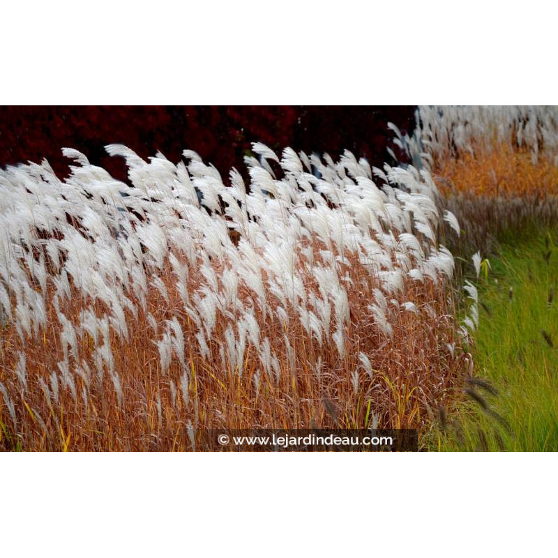 MISCANTHUS sinensis 'Dronning Ingrid'