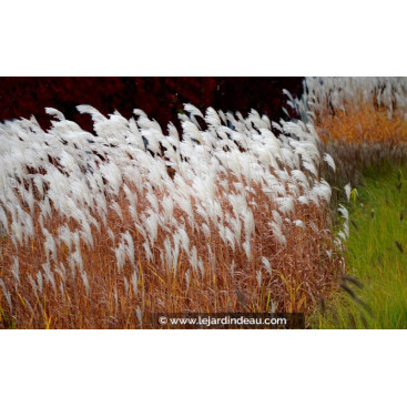 MISCANTHUS sinensis \'Dronning Ingrid\'