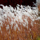 MISCANTHUS sinensis 'Dronning Ingrid'