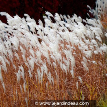 MISCANTHUS sinensis &#039;Dronning Ingrid&#039;