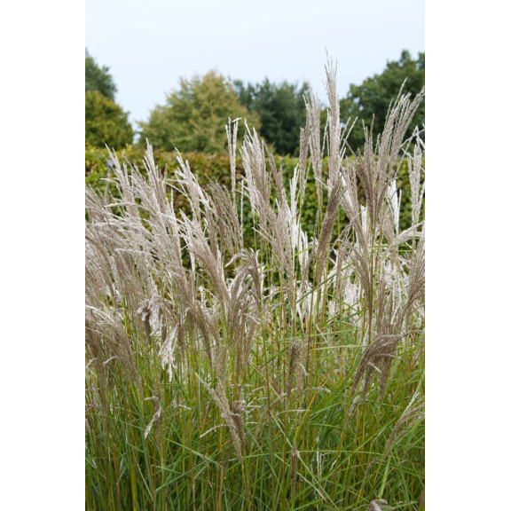 MISCANTHUS sinensis 'Kleine Silberspinne'