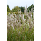 MISCANTHUS sinensis 'Kleine Silberspinne'