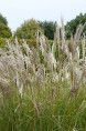 MISCANTHUS sinensis 'Kleine Silberspinne'
