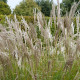 MISCANTHUS sinensis 'Kleine Silberspinne'