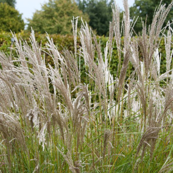 MISCANTHUS sinensis &#039;Kleine Silberspinne&#039;