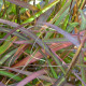 MISCANTHUS sinensis 'Navajo'