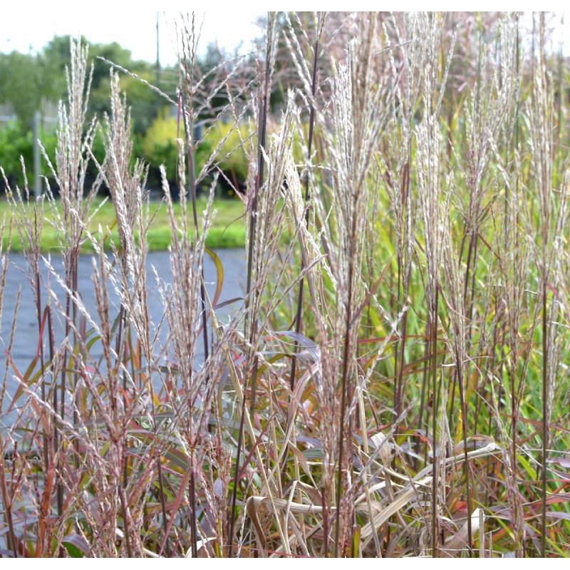 MISCANTHUS sinensis 'Navajo' MISCANTHUS sinensis 'Navajo'