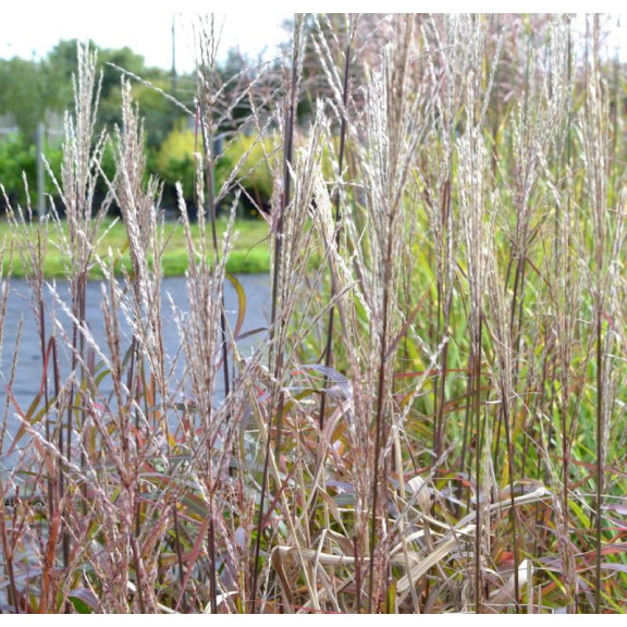 MISCANTHUS sinensis 'Navajo'