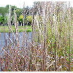 MISCANTHUS sinensis 'Navajo' MISCANTHUS sinensis 'Navajo'