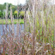 MISCANTHUS sinensis 'Navajo'