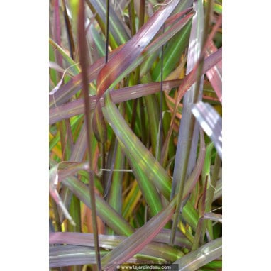 MISCANTHUS sinensis \'Navajo\' - Roseau de Chine /  Eulalie /  Elephant Grass