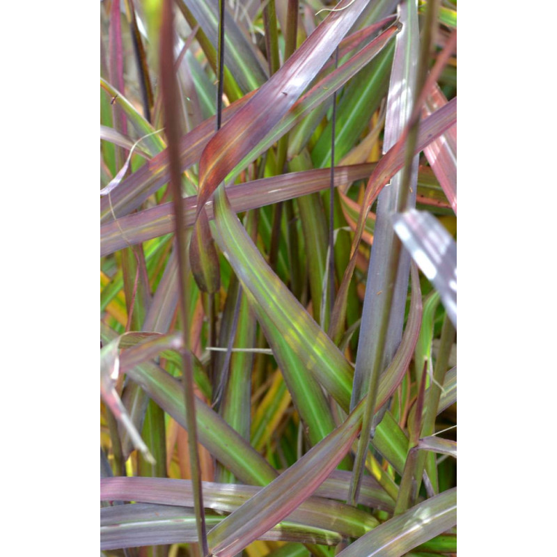 MISCANTHUS sinensis 'Navajo' MISCANTHUS sinensis 'Navajo'