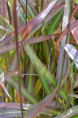 MISCANTHUS sinensis 'Navajo'