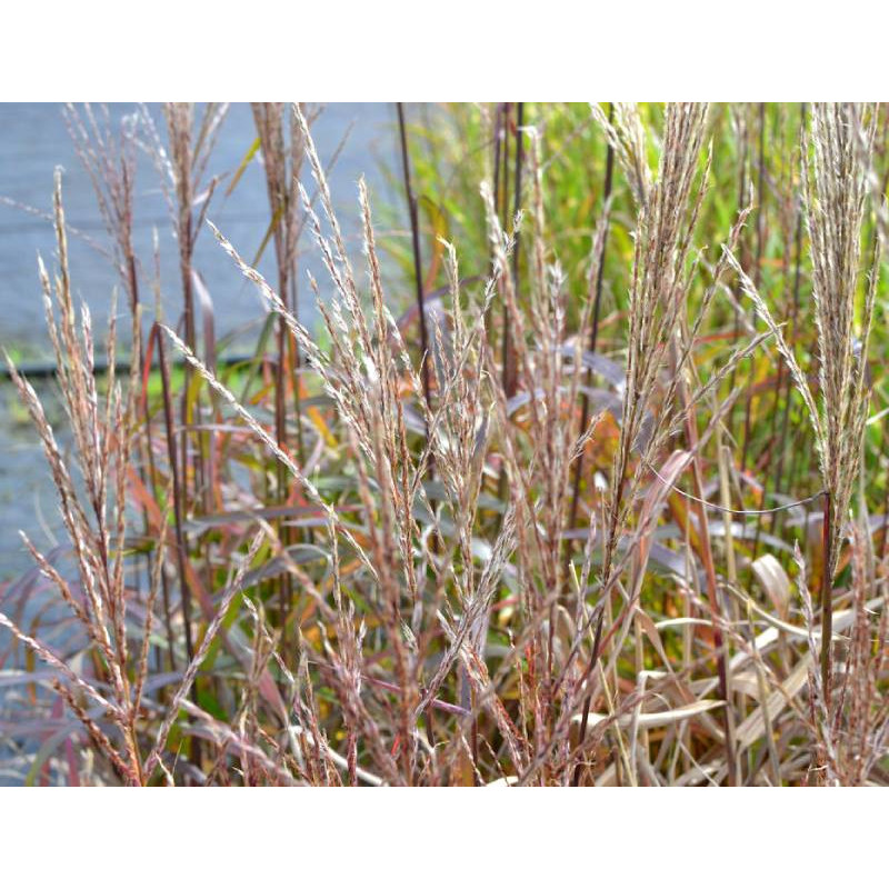 MISCANTHUS sinensis 'Navajo' MISCANTHUS sinensis 'Navajo'