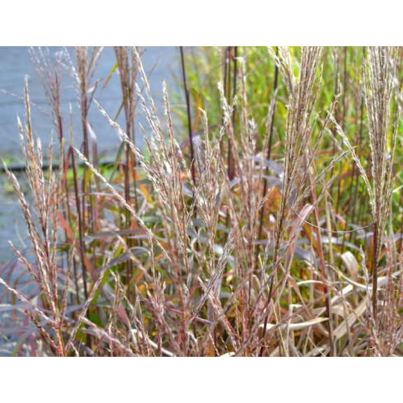 MISCANTHUS sinensis 'Navajo'