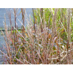 MISCANTHUS sinensis 'Navajo' MISCANTHUS sinensis 'Navajo'