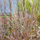 MISCANTHUS sinensis 'Navajo'