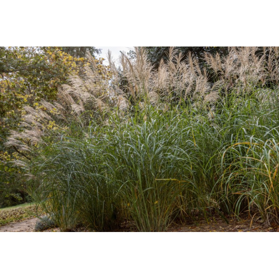 MISCANTHUS sinensis 'Silberfeder'