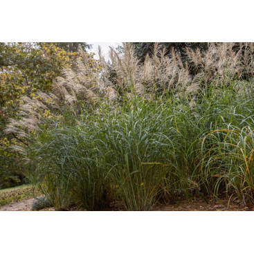 MISCANTHUS sinensis \'Silberfeder\'