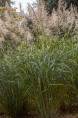 MISCANTHUS sinensis 'Silberfeder'