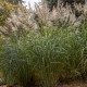 MISCANTHUS sinensis 'Silberfeder'