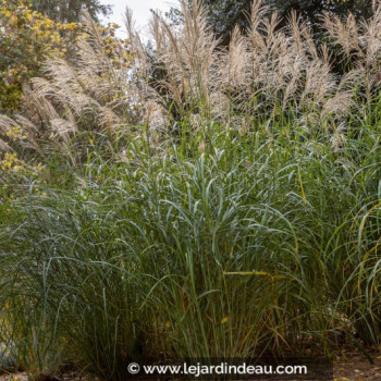 MISCANTHUS sinensis &#039;Silberfeder&#039;