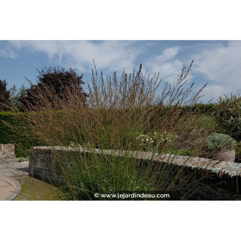 MOLINIA caerulea subsp. arundinacea MOLINIA caerulea subsp. arundinacea
