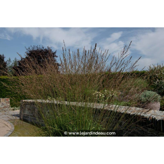 MOLINIA caerulea subsp. arundinacea