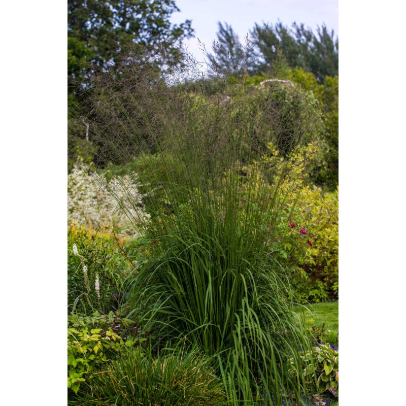 MOLINIA caerulea subsp. arundinacea 'Karl Foerster' MOLINIA caerulea subsp. arundinacea 'Karl Foerster'