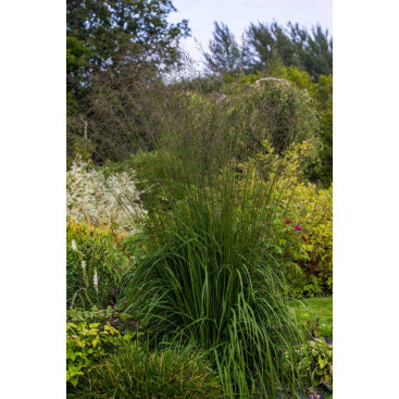 MOLINIA caerulea subsp. arundinacea \'Karl Foerster\'
