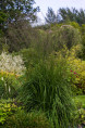 MOLINIA caerulea subsp. arundinacea 'Karl Foerster'