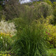 MOLINIA caerulea subsp. arundinacea 'Karl Foerster'