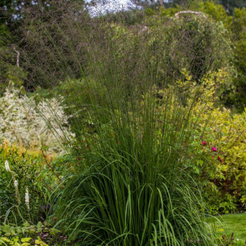 MOLINIA caerulea subsp. arundinacea &#039;Karl Foerster&#039;