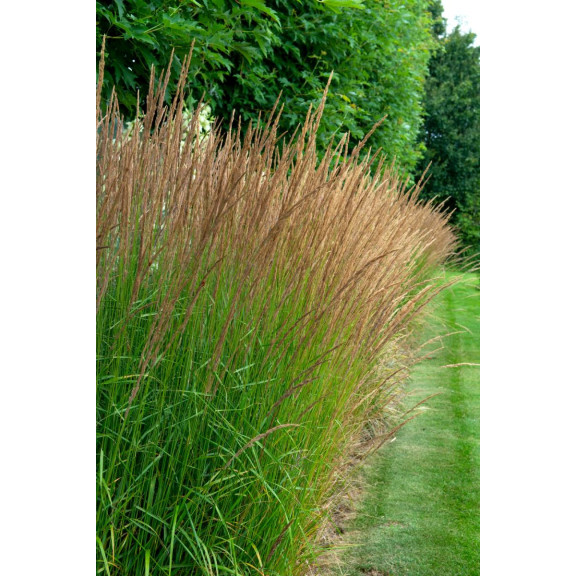 MOLINIA caerulea subsp. arundinacea 'Moorhexe'