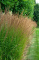 MOLINIA caerulea subsp. arundinacea 'Moorhexe'